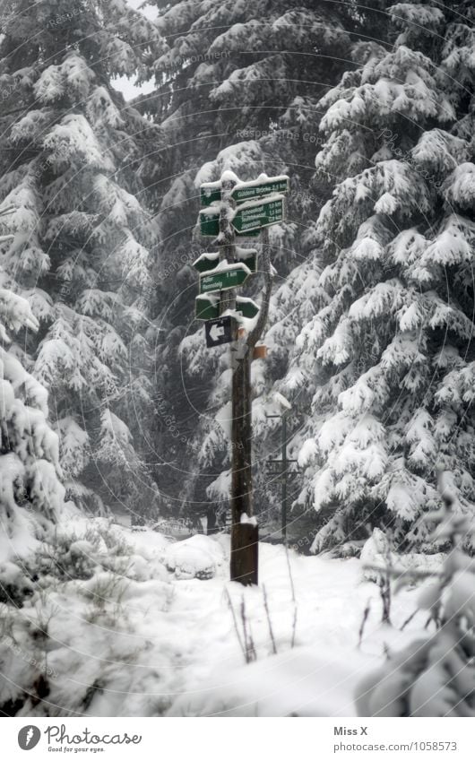 signpost Leisure and hobbies Tourism Trip Winter Snow Winter vacation Hiking Weather Ice Frost Snowfall Tree Forest Lanes & trails Road junction