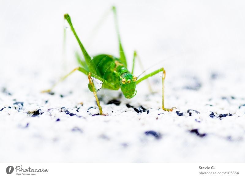 water battle Green Drops of water Insect Animal Living thing Locust Macro (Extreme close-up)