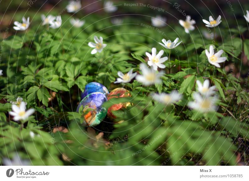 Easter eggs Food Nutrition Spring Flower Leaf Blossom Garden Multicoloured Wood anemone Woodground Flower meadow Easter egg nest Nest Egg Hen's egg Colour Hide