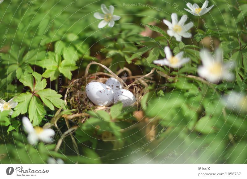 Hidden Easter Plant Animal Spring Flower Leaf Blossom Meadow Bird Baby animal Protection Safety (feeling of) Warm-heartedness Nest Eyrie Easter egg nest Egg