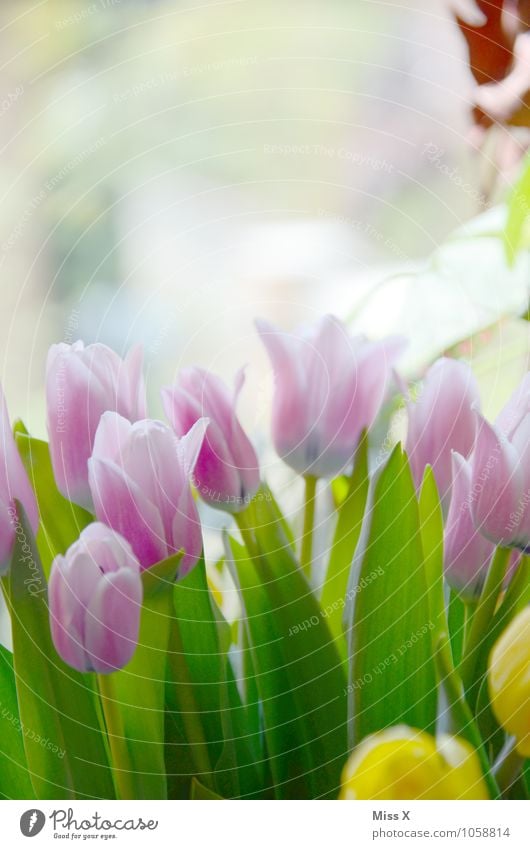 Colourful bouquet Nature Spring Beautiful weather Flower Tulip Blossom Meadow Blossoming Yellow Violet Pink Moody Spring fever Tulip blossom Spring flower