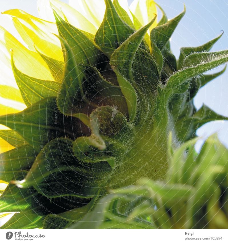 Rear view of a sunflower in backlight Flower Blossom Sunflower Leaf green Vessel Stalk Oval Yellow Green Bright yellow White Dark green Bright green