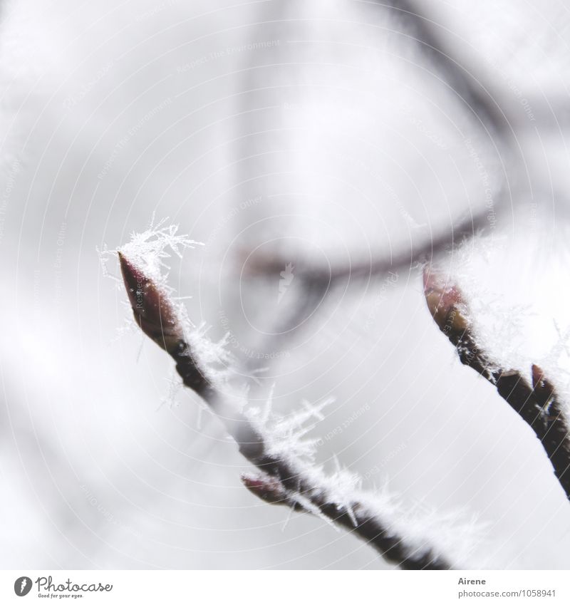 maybe not a thaw yet? Plant Winter Ice crystal Frost Snow Tree Twigs and branches Leaf bud Snow crystal Freeze Esthetic Bright Cold naturally Point Thorny Brown