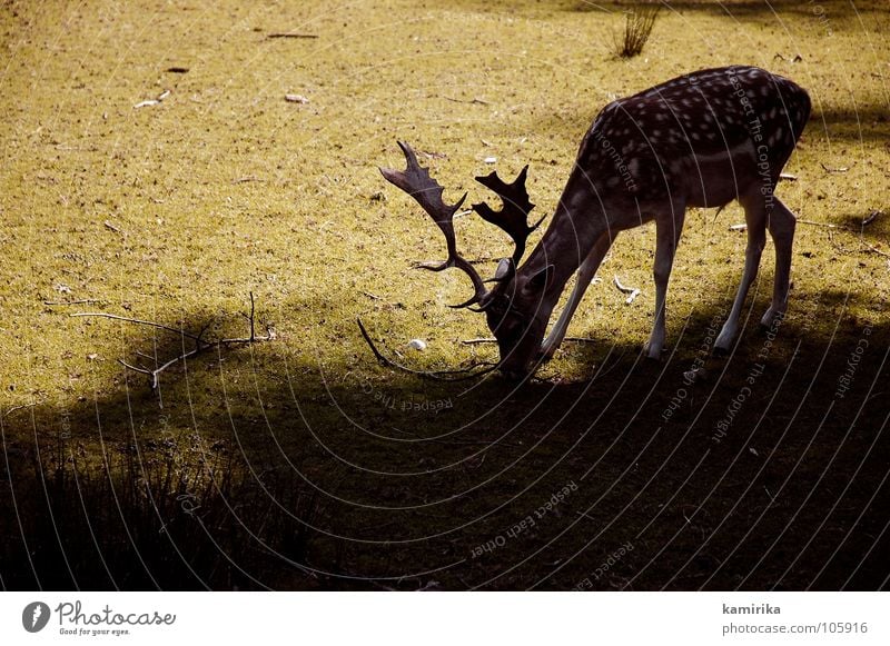 fly agaric Roe deer Hard Deer Grass Green To feed Silhouette Livestock Photo shoot Antlers Mammal stag Pasture eat shadow Sun Hunting Wild animal hunt th