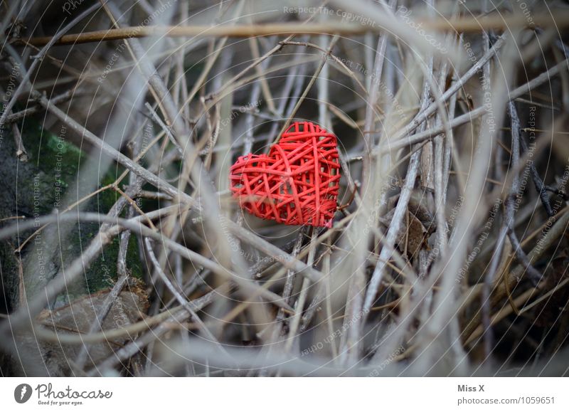 Heart hidden Valentine's Day Plant Bushes Emotions Moody Love Infatuation Lovesickness Love affair Hidden Branch Twig Muddled Plaited Hide Mysterious