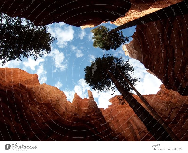 Skyview - the light up Americas Vacation & Travel National Park Utah Tree Forest Light Red Stone Round trip Vantage point Sunbeam Discover Events USA Minerals