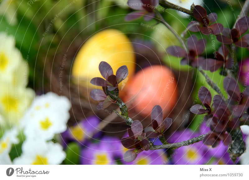 Hidden Food Nutrition Easter Nature Spring Flower Blossom Garden Multicoloured Search Easter egg nest Egg Nest Hiding place Hide Find Primrose Branch