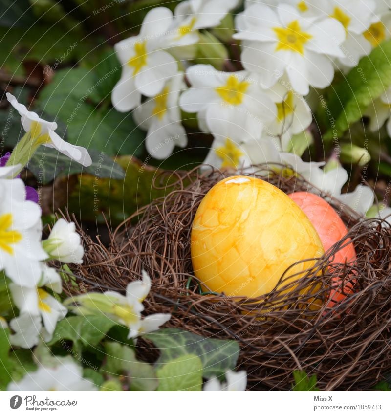 nest Food Nutrition Easter Spring Flower Blossom Garden Multicoloured Easter egg Easter egg nest Primrose Nest Egg Hen's egg Colour Hide egg hunt Colour photo