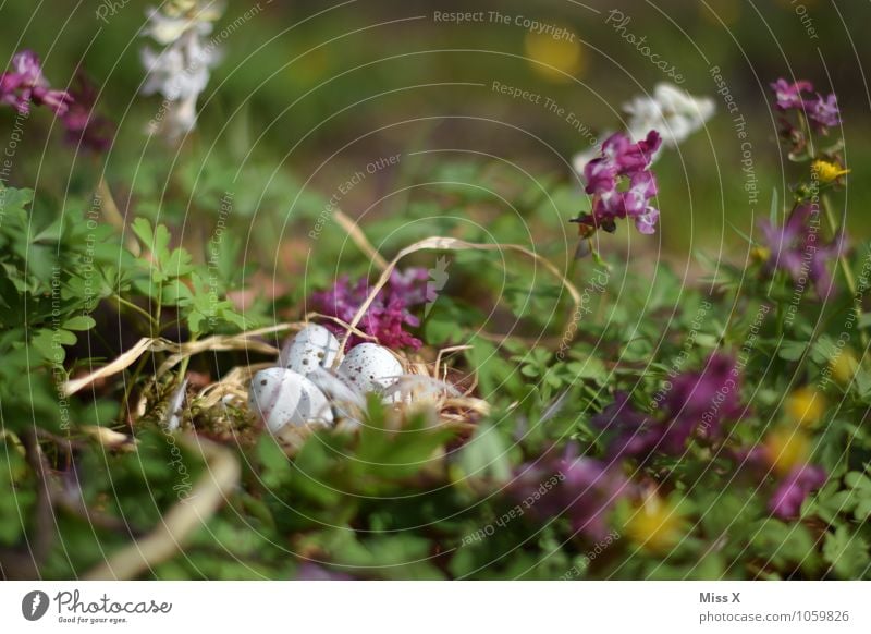 Easter nest Environment Nature Animal Spring Flower Grass Blossom Meadow Pigeon Baby animal Lie Small Spring day Easter egg nest Eyrie Nest Egg Bird's egg