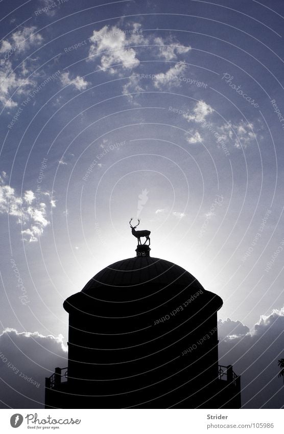 top dog Art building Statue Deer Domed roof Stuttgart Back-light Clouds Monochrome Light Dark Black Historic Sky domed building Castle place Blue Sun Shadow