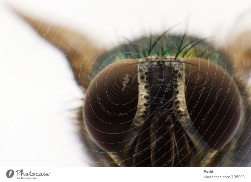 Glubschauge Near Macro (Extreme close-up) Compound eye Diminutive Might Fly Retroring Insect Animal Complex Goggle eyes Small Large Close-up D50 Detail