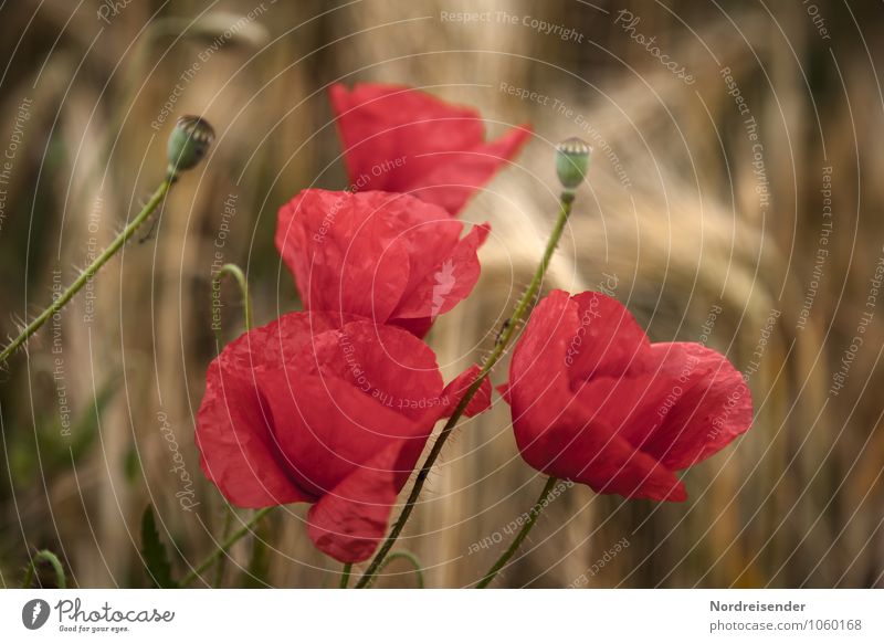 summer Fragrance Nature Landscape Plant Summer Flower Blossom Wild plant Field Blossoming Growth Warmth Brown Red Hope Idyll Senses Moody Poppy Poppy capsule