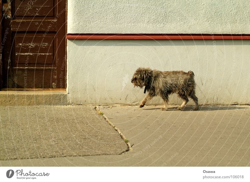 hello neighbour Dog Wall (building) House (Residential Structure) Entrance Mammal Transience Traffic infrastructure promenade mix Door Street Street dog