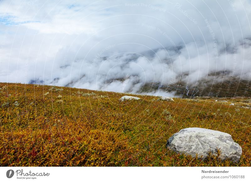 dwarf birches Trip Mountain Nature Landscape Plant Elements Clouds Weather Rain Tree Wild plant Rock Stone Growth Wanderlust Vacation & Travel Freedom Climate