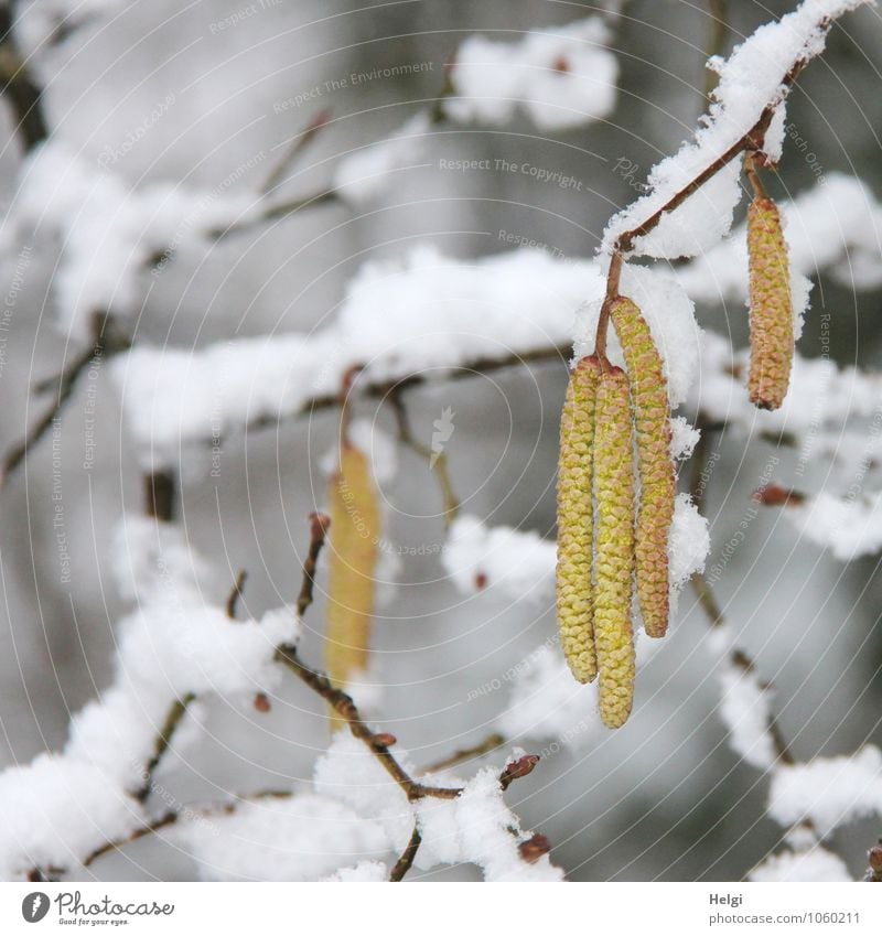 relapsing Environment Nature Plant Winter Snow Bushes Blossom Wild plant Hazelnut Twig Forest Blossoming Freeze Hang Growth Authentic Exceptional Uniqueness