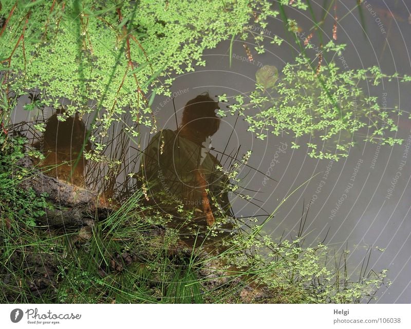 look deep... Pond Habitat Water lentil Juncus Edge Grass Reflection Mirror image Wet Leaf Blossom Growth Plant Clover Cloverleaf Autumn Human being Looking