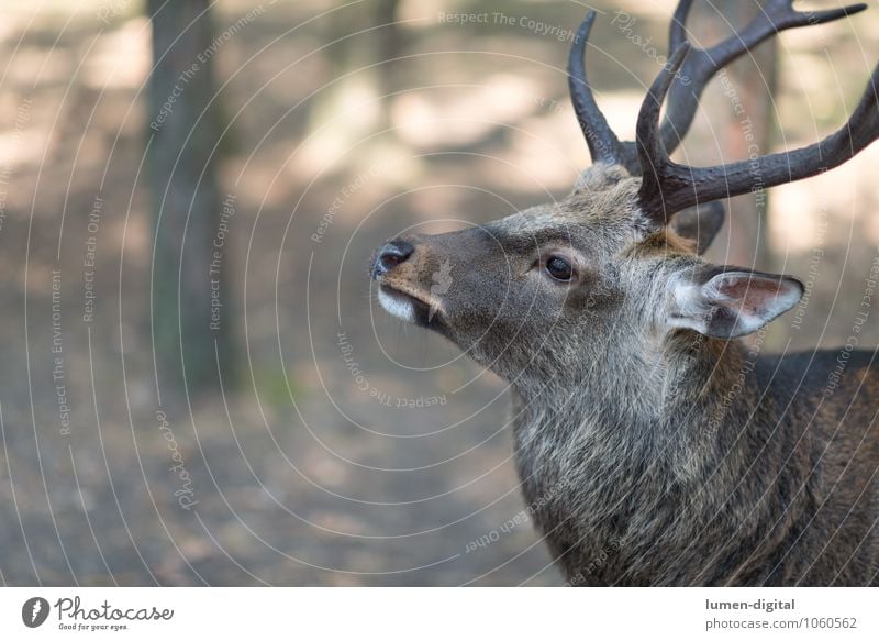 fallow deer Forest Wild animal Fallow deer Deer 1 Animal Beautiful detail Dominant Antlers Cor anglais Head masculine ears Posture wildlife Colour photo Day