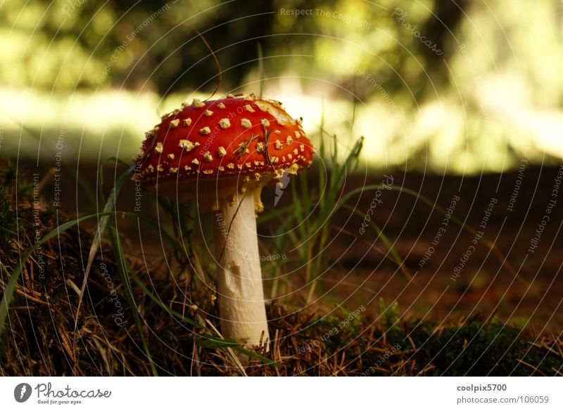 Mmmmm Forest Amanita mushroom Meadow Red To go for a walk Hiking Autumn Mushroom Poison poisonous mushroom Plant forest mushrooms Wild animal Nature Landscape