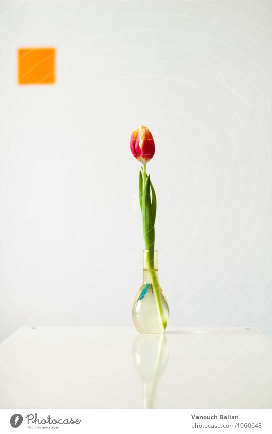 Tulip in front of orange square Environment Plant Spring Esthetic Positive Beautiful Green Orange Red Square Glass Flower vase Vase Colour photo Interior shot