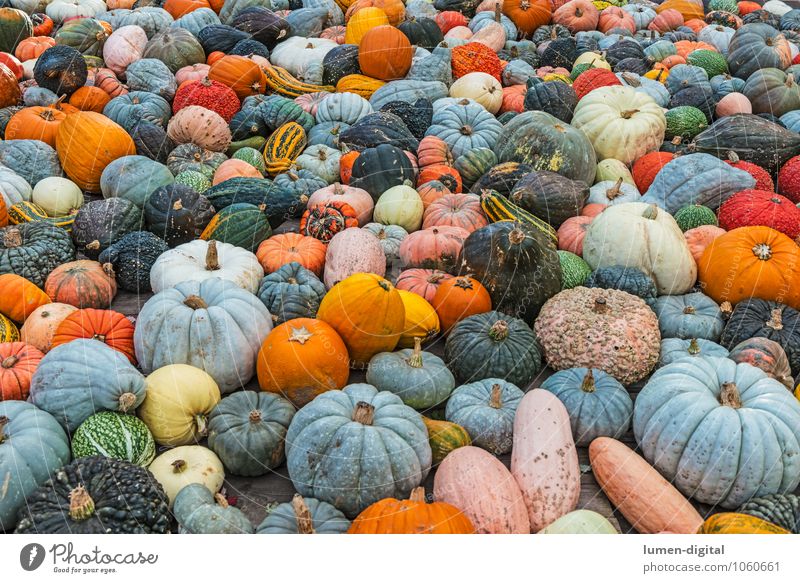 many colourful pumpkins Autumn Agricultural crop Blue Green Orange Nature Bottle gourd Hokkaido Pumpkin Markets Landscape format Multicoloured Exterior shot Day