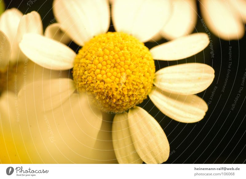 flowerpower Flower Daisy Meadow magaritte Nature plants Macro (Extreme close-up) Marguerite