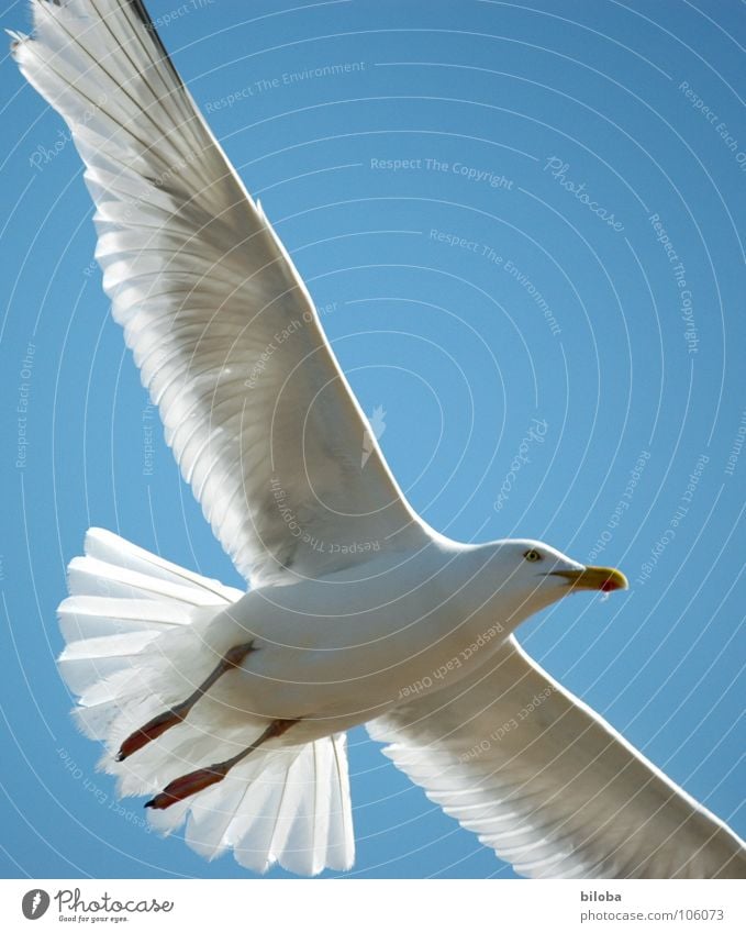 boundless Seagull White Black Sea bird Bird Animal Poultry Infinity Beautiful Iron blue Deep Exterior shot seagulls Elegant seabird Flying Free Freedom Tall