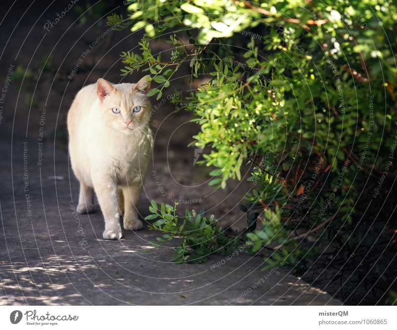 Green kitty. Art Animal Pet 1 Esthetic Cat Cat eyes Cat's head Cat lover Wayside Discover Colour photo Subdued colour Exterior shot Close-up Experimental