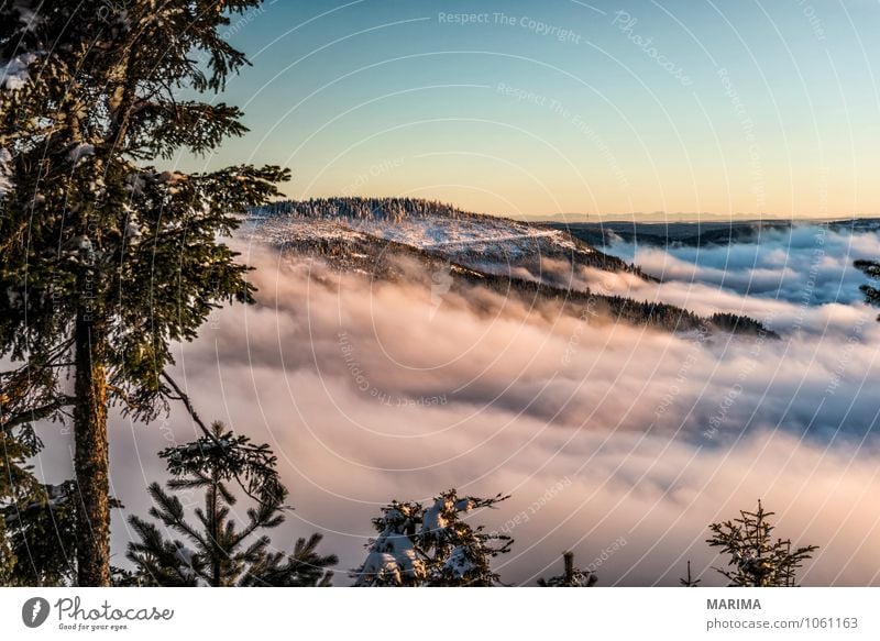 winter hike in the northern Black Forest on a sunny day Calm Tourism Winter Mountain Environment Nature Landscape Tree Hill Cold Gray White Wanderlust evening