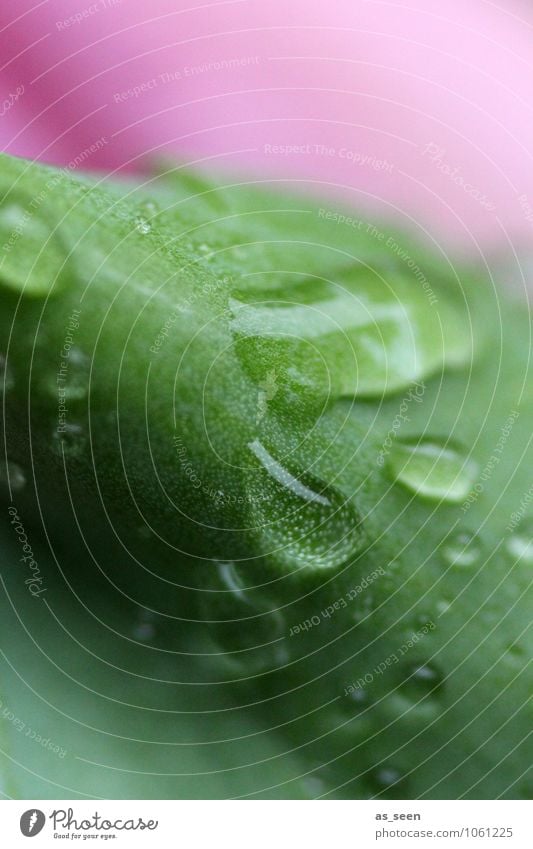 pink meets green Elegant Beautiful Personal hygiene Wellness Life Harmonious Calm Meditation Fragrance Spa Environment Nature Water Drops of water Spring Summer