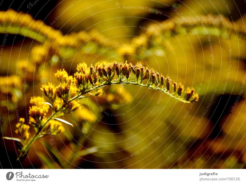 meadow Meadow Blossom Yellow Glittering Growth Flourish Environment Plant Beautiful Autumn Summer Colour Nature Gold Medicinal plant Weed