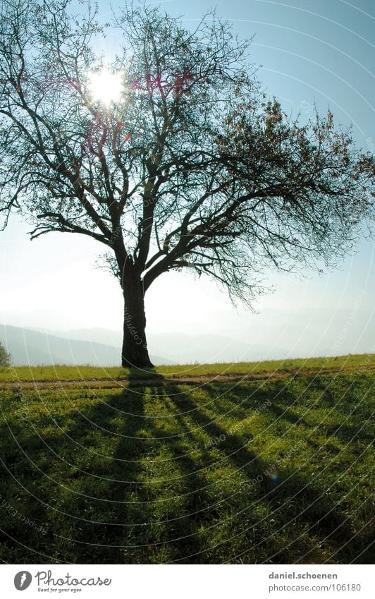 Indian summer Light Sunbeam Back-light Meadow Tree Autumn Beautiful Green Hill Black Forest Celestial bodies and the universe Blue Sky Fog Shadow Nature