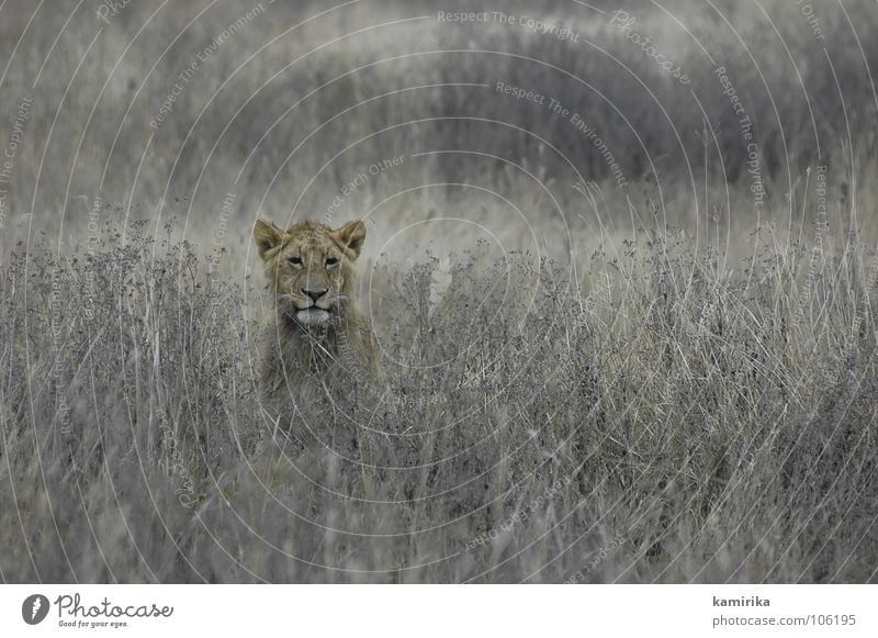 lions field Africa Masai Mara National Park Safari Lion Cat Camouflage Nature Serengeti Big cat Kenya animal Hide hidden Hunting tanzania Massai Wild animal