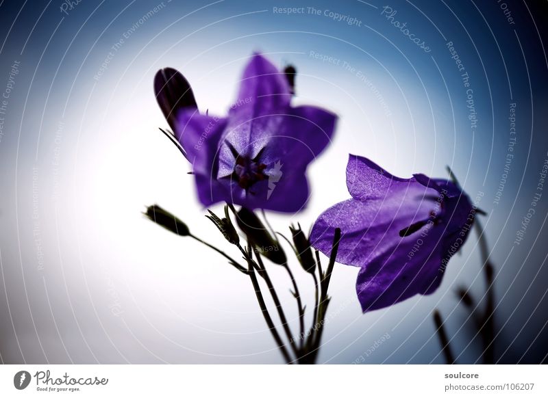 Tender Floret Coast Clouds Flower Macro (Extreme close-up) Close-up Kiel Wind Colour Blur