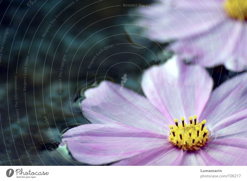 Summer is over II Flower Picked Blossom Blossom leave Individual Surface of water Cold Fresh Puddle Curbstone Drainage Float in the water Flotsam and jetsam