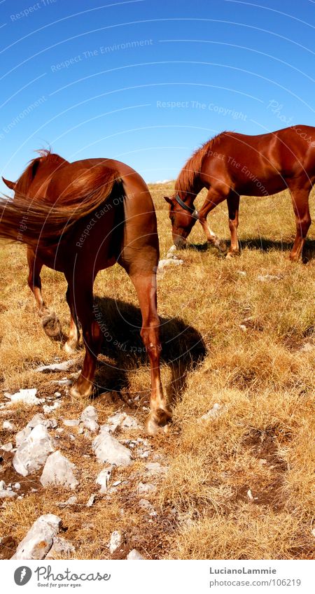 Pollino Horse Nature Sky Mountain stone brown Americas animal ecology