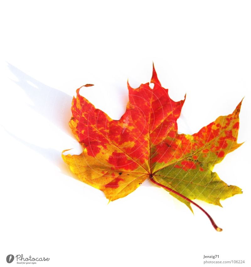 Summer's over. Leaf Tree Autumn Multicoloured Limp Maple tree Maple leaf Park Deciduous tree To fall Colour Autumnal