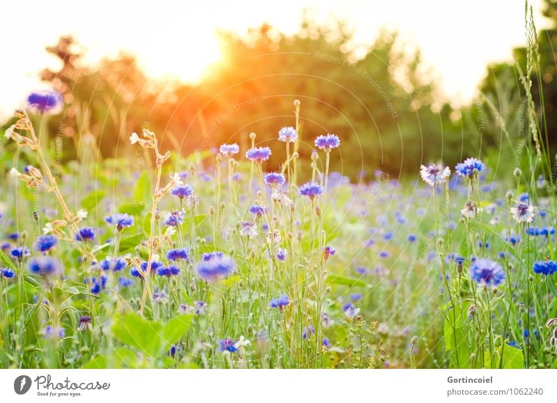 If only tomorrow were summer already... Environment Nature Plant Sun Sunrise Sunset Sunlight Summer Tree Flower Grass Meadow Field Beautiful Warmth Cornflower