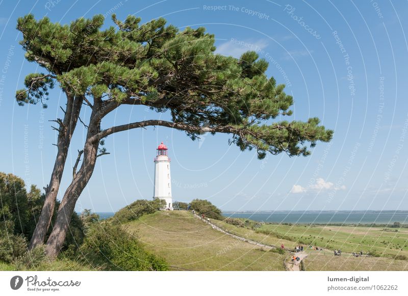 Pine with lighthouse on Hiddensee Nature Clouds Horizon Summer Beautiful weather Tree Coast Baltic Sea Tower Lighthouse Landmark Maritime Blue Navigation mark