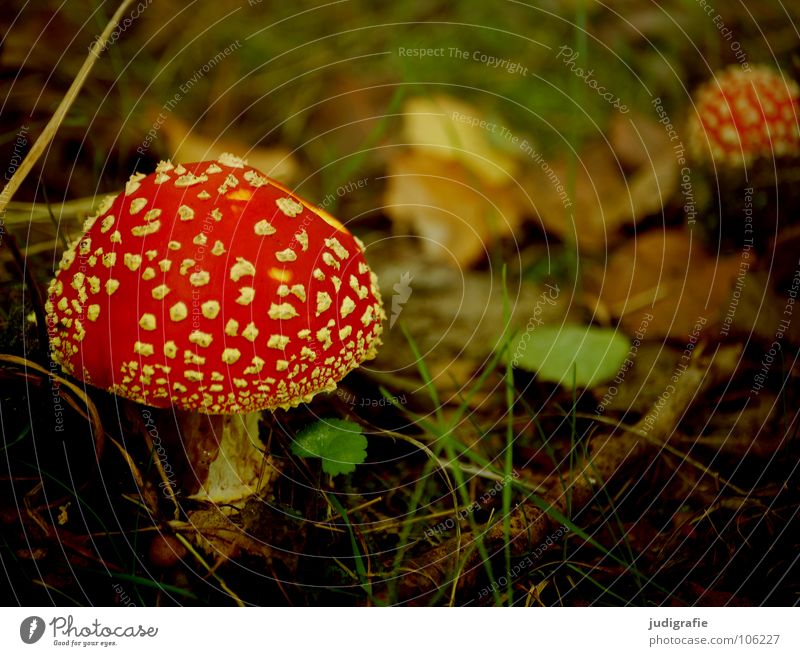 Autumn Colour photo Exterior shot Day Environment Nature Plant Grass Leaf Roof Umbrella Natural Red Poison Enchanted forest Woodground Dappled Mushroom Twig