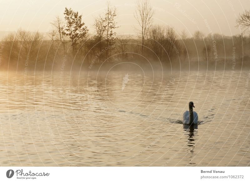 Good morning! Good morning! Nature Landscape Air Water Sky Spring Beautiful weather Tree Bushes Swan Emotions Moody Beginning Float in the water River bank Bird