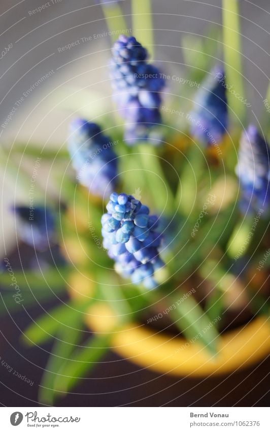 harbinger Beautiful Sun Garden Plant Spring Flower Blossom Terrace Jewellery Sphere Blue Green Flowerpot Bunch of grapes Muscari Hyacinthus Lily plants