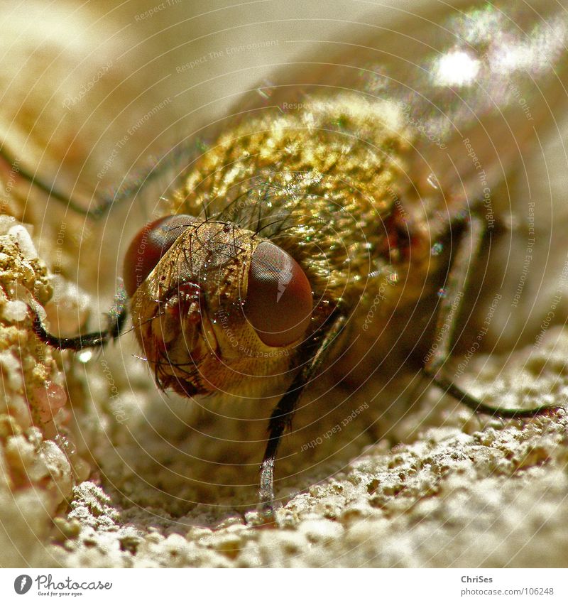 Recently on the house wall 01 (hoverfly) Hover fly Insect Dipterous Wall (building) Cute Pests Animal Compound eye Feeler Metal Brown Frontal Northern Forest