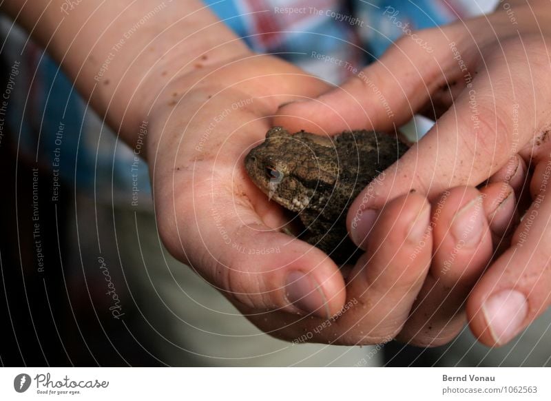 Put your hands up! Toads here! Playing Child Boy (child) Infancy Hand Fingers Nature Animal Discover Catch To hold on Dirty Hideous Curiosity Brown Green