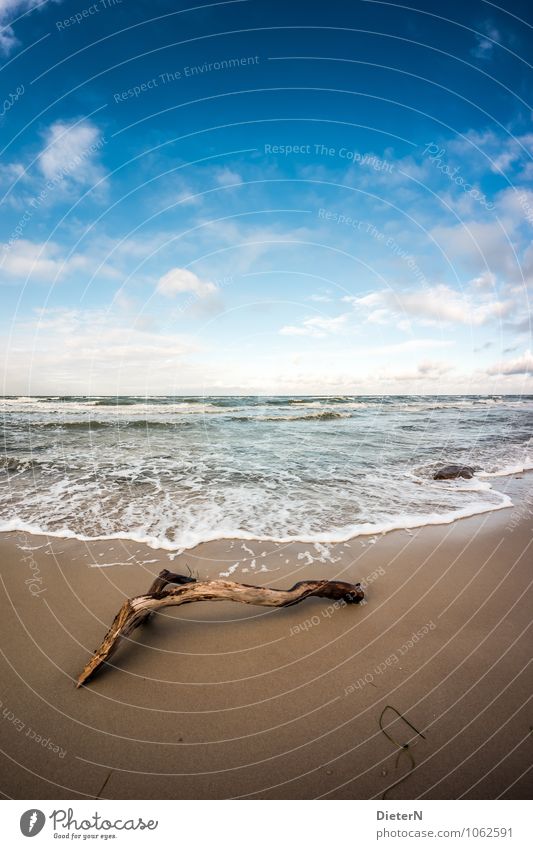 branches Nature Landscape Sky Clouds Horizon Beautiful weather Wind Coast Baltic Sea Blue Brown White Mecklenburg-Western Pomerania Rügen Beach Waves Water