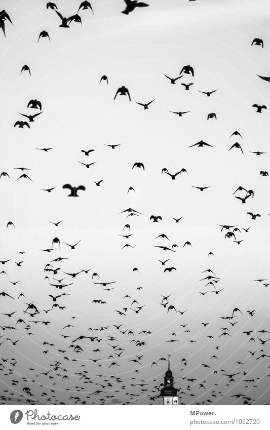 The birds Animal Flock Flying Bird Religion and faith Church spire Creepy Horror film Heaven Escape Black & white photo Exterior shot Deserted Day