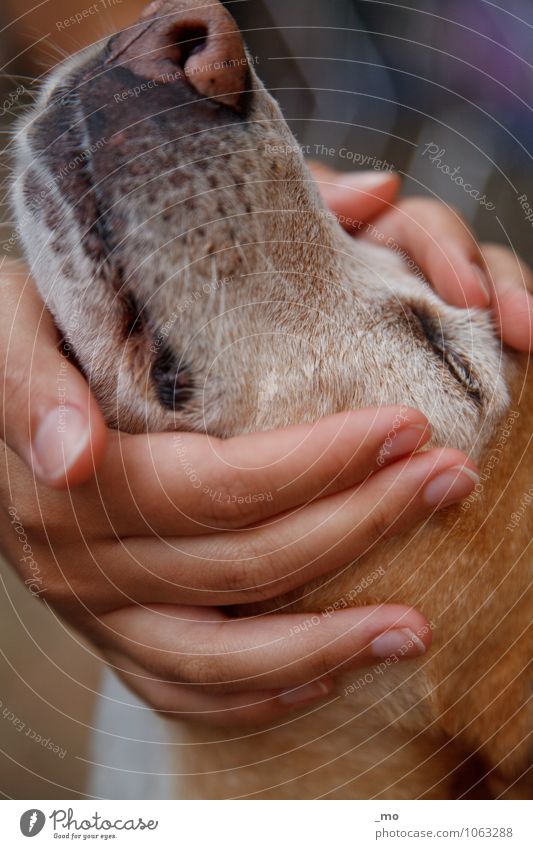 snail Feminine Hand Fingers Animal Pet Dog Animal face Snout 1 Happy Soft Emotions Joy Contentment Joie de vivre (Vitality) Safety (feeling of) Warm-heartedness