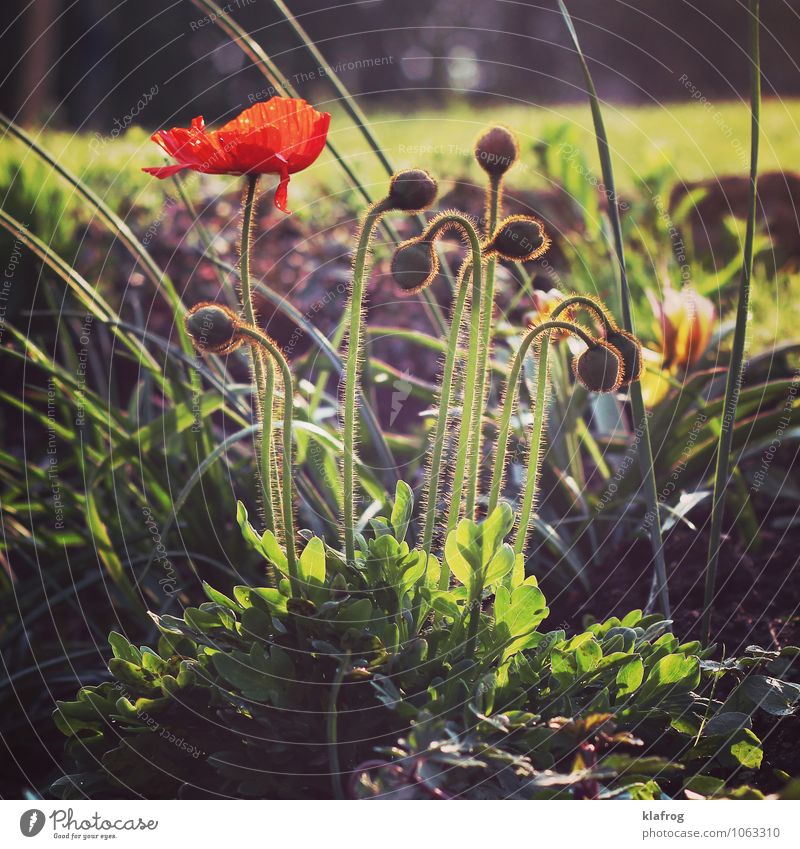 Don't Mohn about it... Garden Nature Plant Grass Blossom Poppy Meadow Sign Humanity Hope Humble Exhaustion recollection souvenir War Energy Lose Growth Change