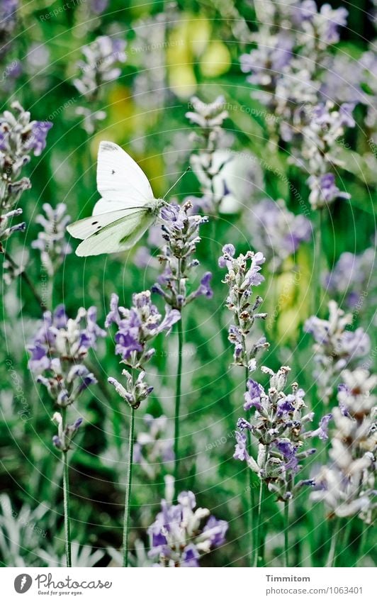 Soon again! Environment Nature Plant Animal Summer Beautiful weather Lavender Garden Butterfly cabbage white 1 Esthetic Natural Blue Green Emotions