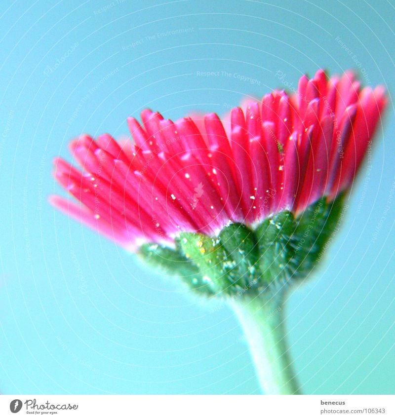 Bellis perennis Daisy Flower Pink Green Turquoise Blossom Blossoming Spring Growth Occur Wake up Blossom leave Style Plant Beautiful Fresh Tiny hair Colour