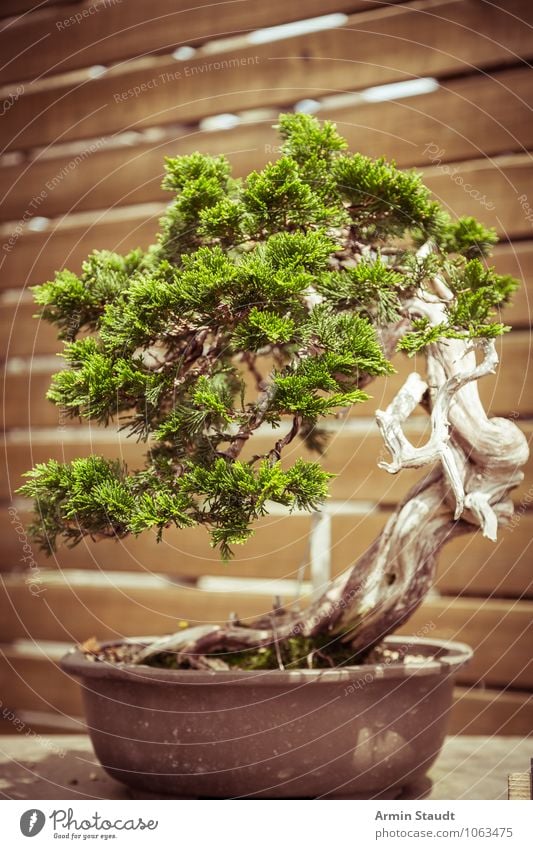 BONSAI! Design Exotic Craft (trade) Culture Nature Plant Tree Old Growth Esthetic Exceptional Natural Retro Brown Green Moody Passion Patient Effort Eternity